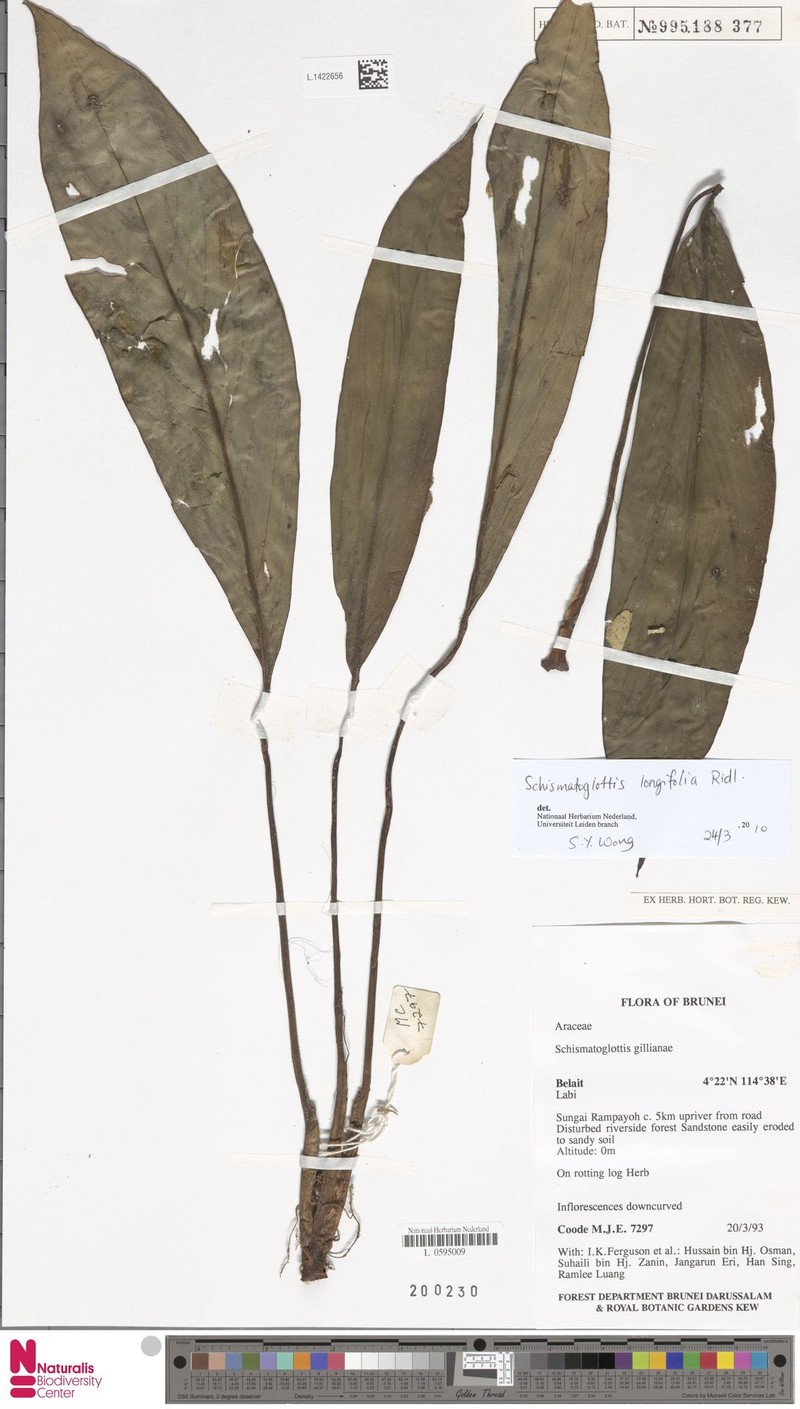 Vesta longifolia photo 3