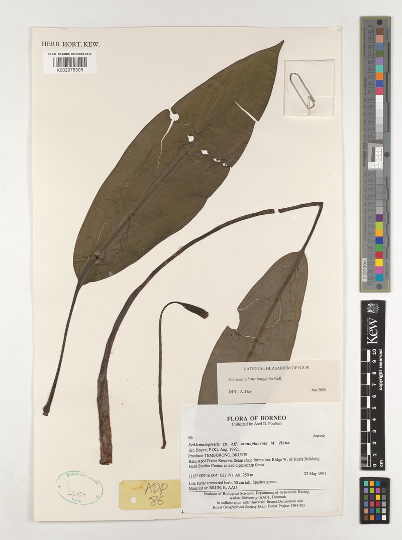 Vesta longifolia photo 4