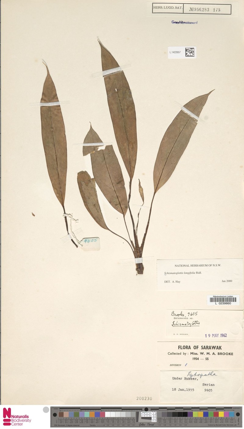 Vesta longifolia photo 5