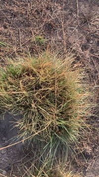 Black Vetivergrass