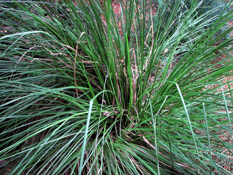 Vetivergrass photo 2