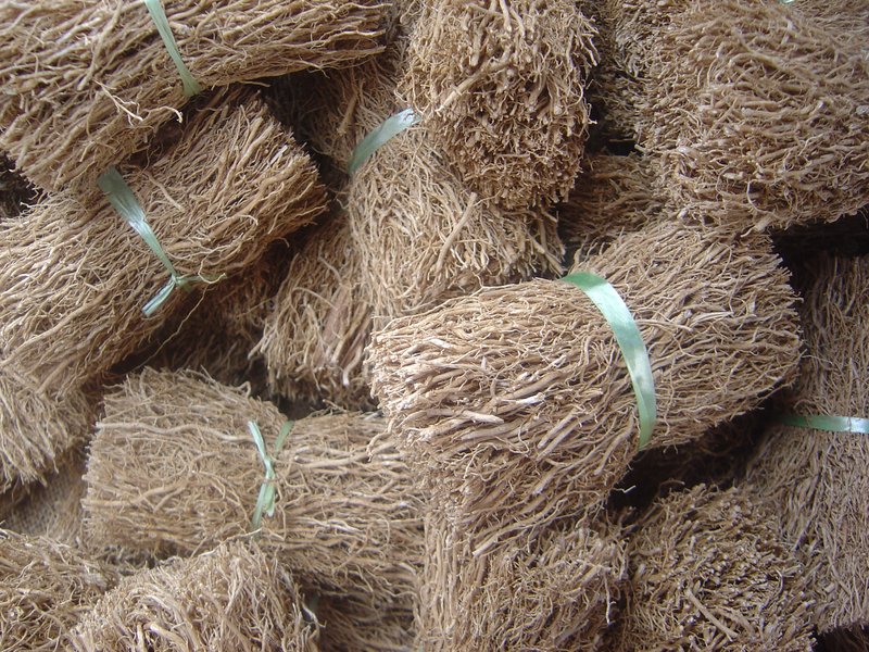 Vetivergrass photo 7
