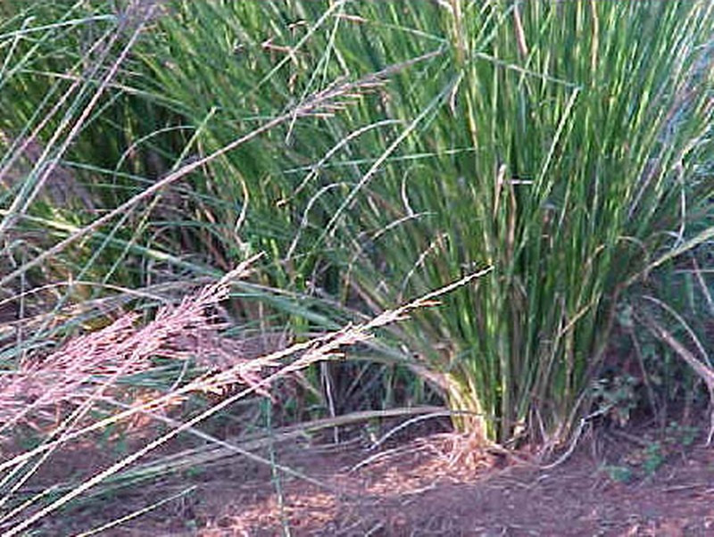 Vetivergrass photo 3