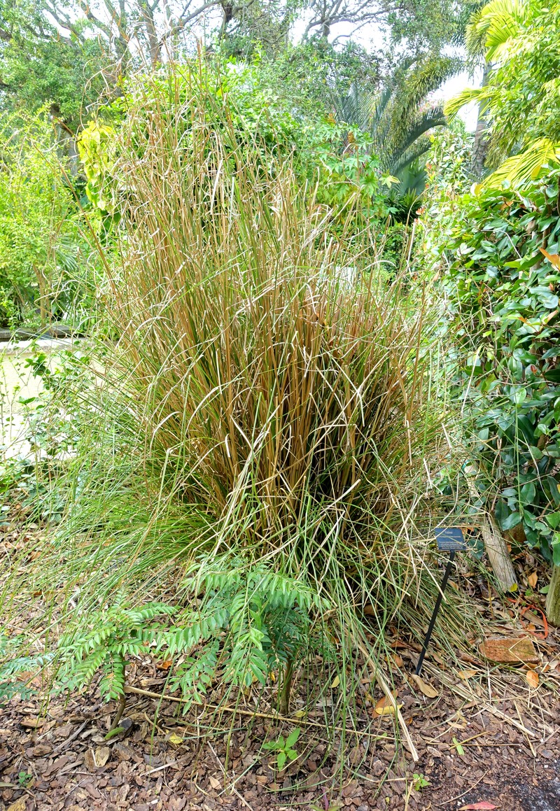 Vetivergrass photo 4