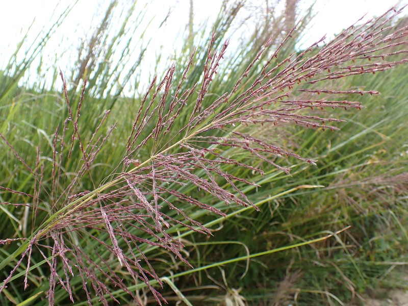 Vetivergrass photo 5