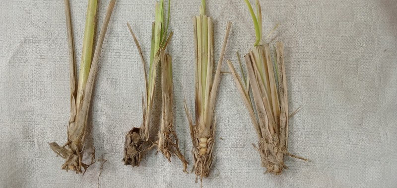 Vetivergrass photo 6