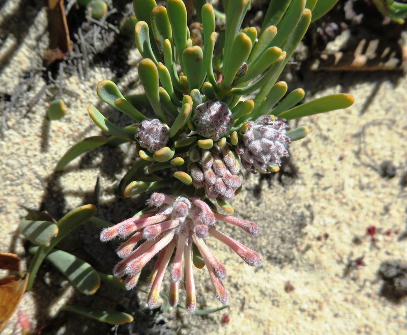 Vexatorella obtusata subsp. obtusata