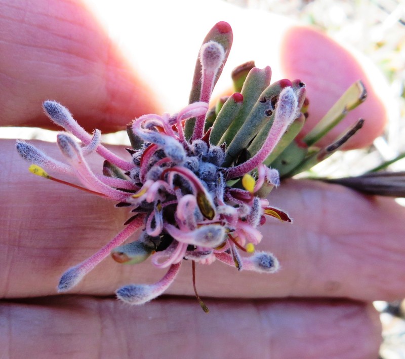 Vexatorella obtusata subsp. obtusata photo 2