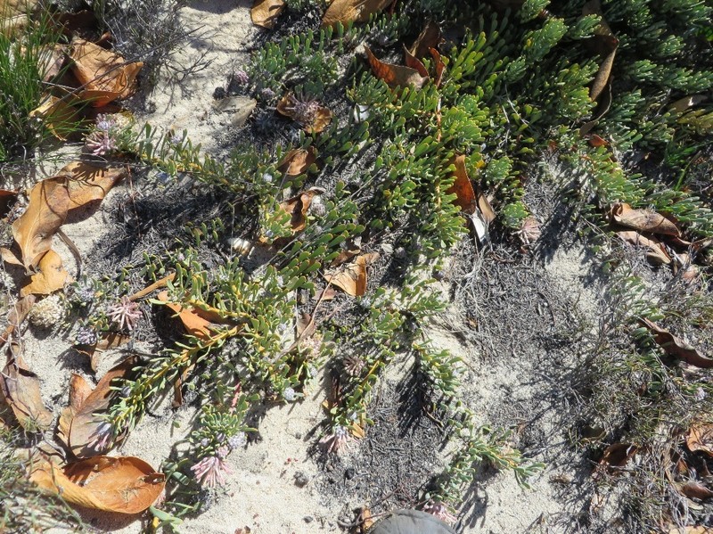 Vexatorella obtusata subsp. obtusata photo 3