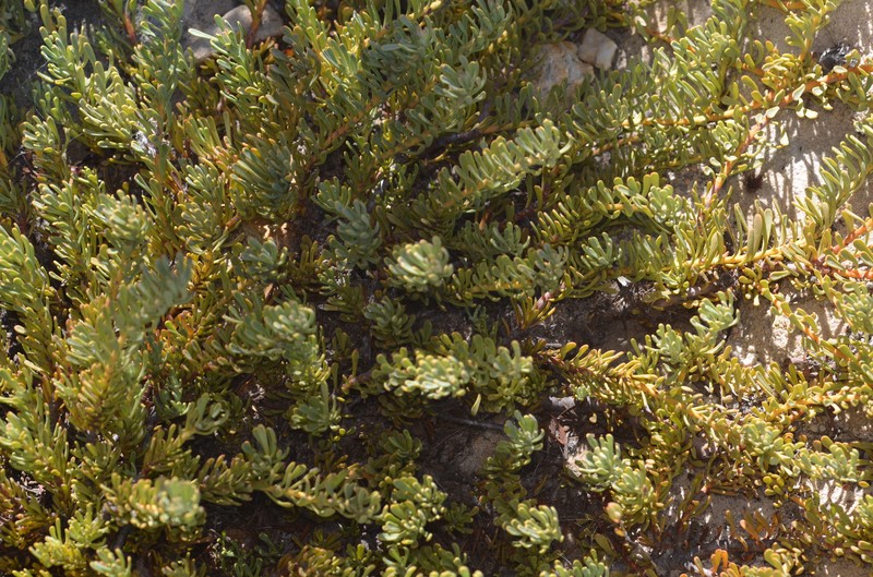 Vexatorella obtusata subsp. obtusata photo 4