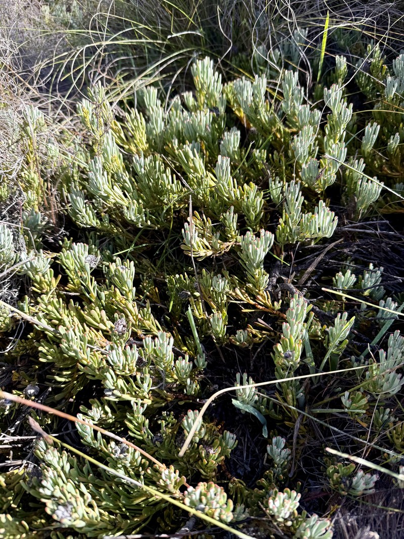 Vexatorella obtusata subsp. obtusata photo 5