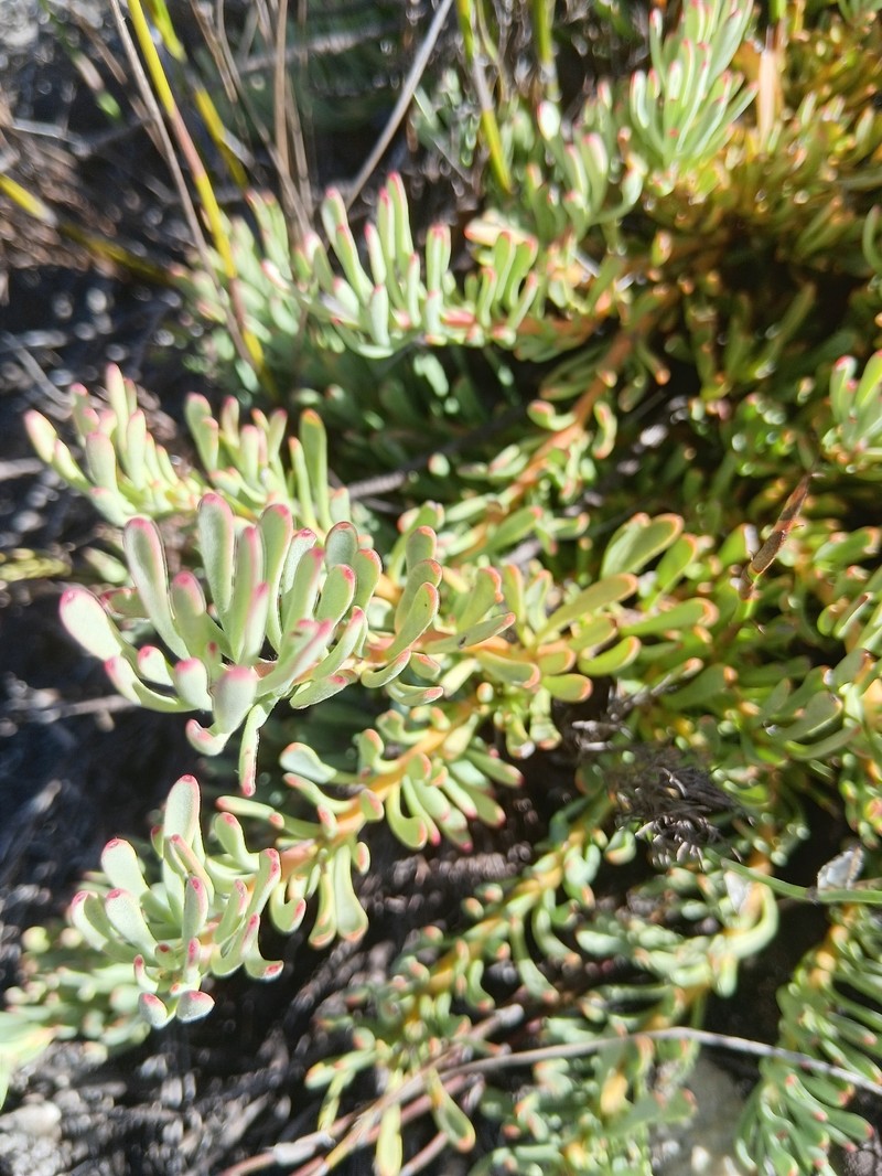 Vexatorella obtusata subsp. obtusata photo 6