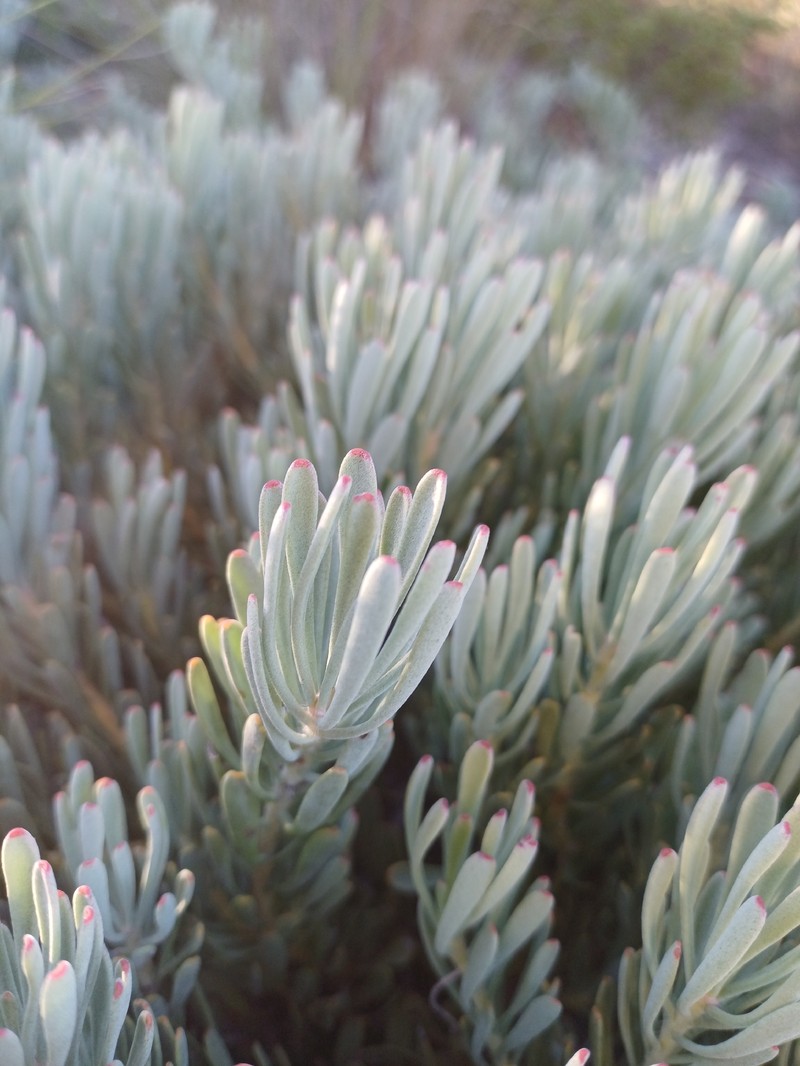 Vexatorella obtusata subsp. obtusata photo 7