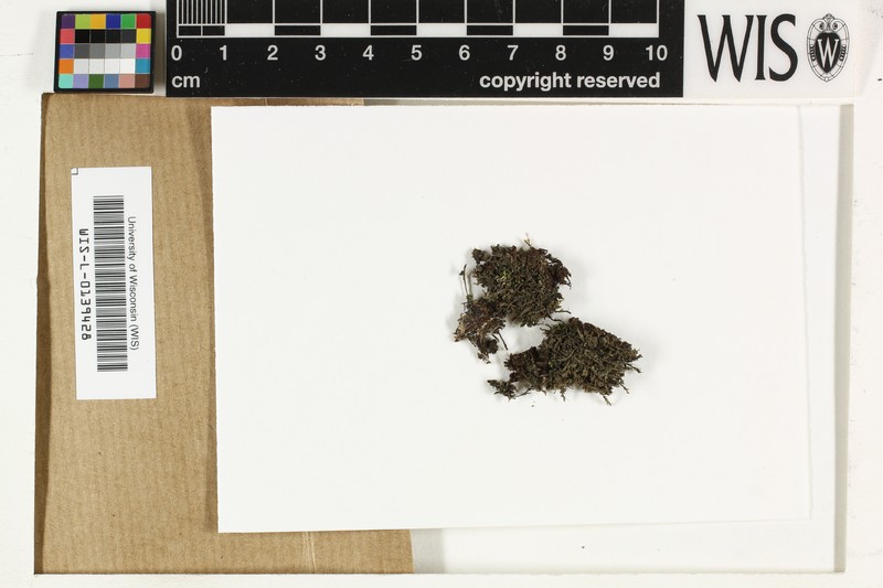 Vezdaea Lichen photo 2