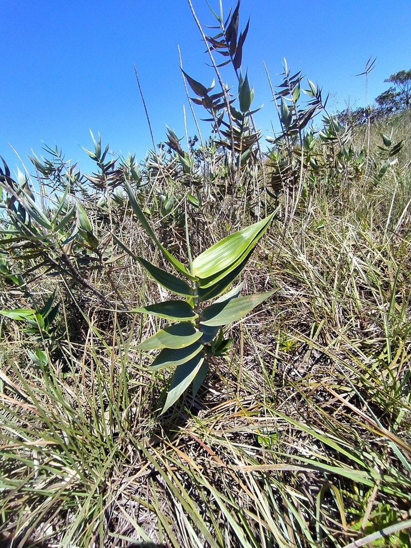 Vianaea effusa