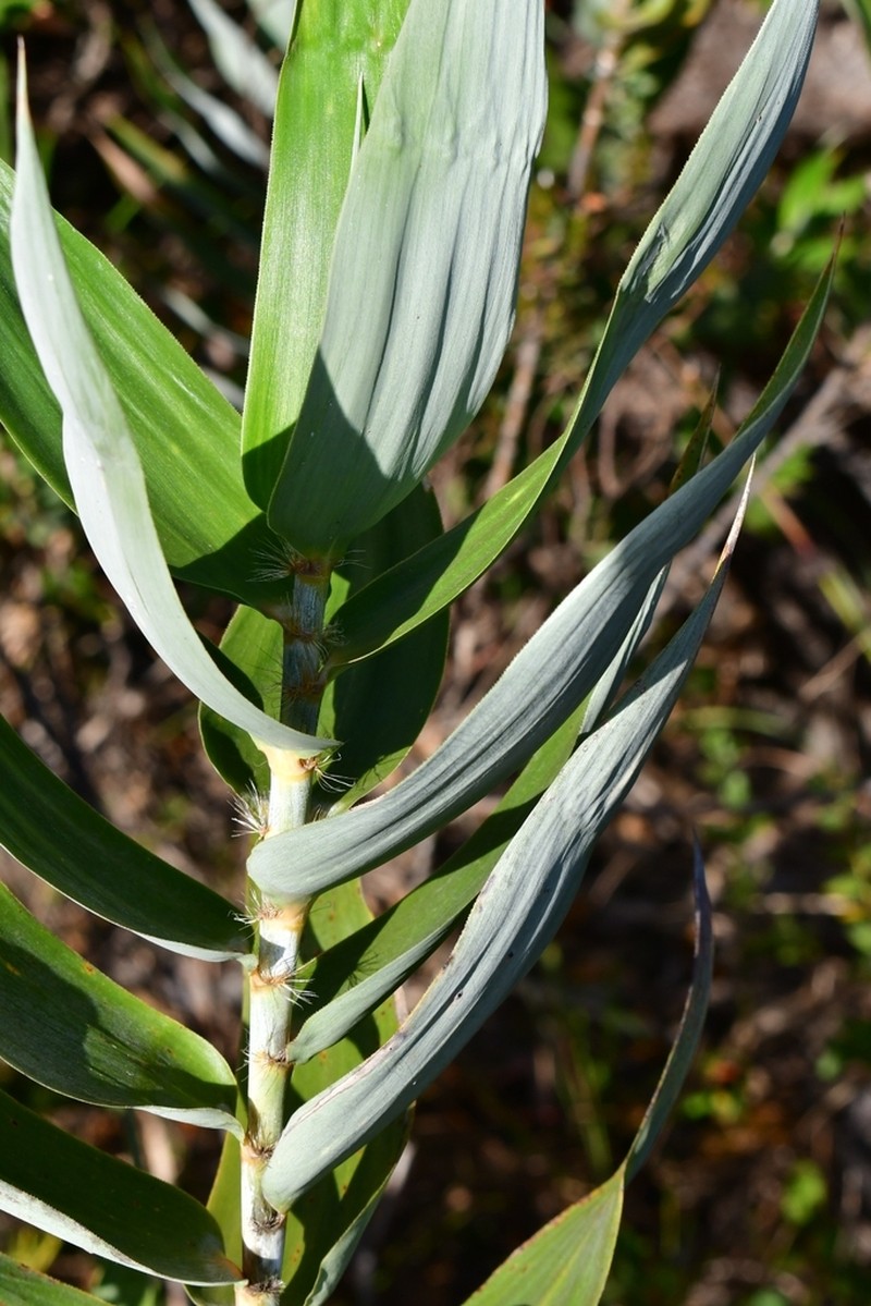 Vianaea effusa photo 2