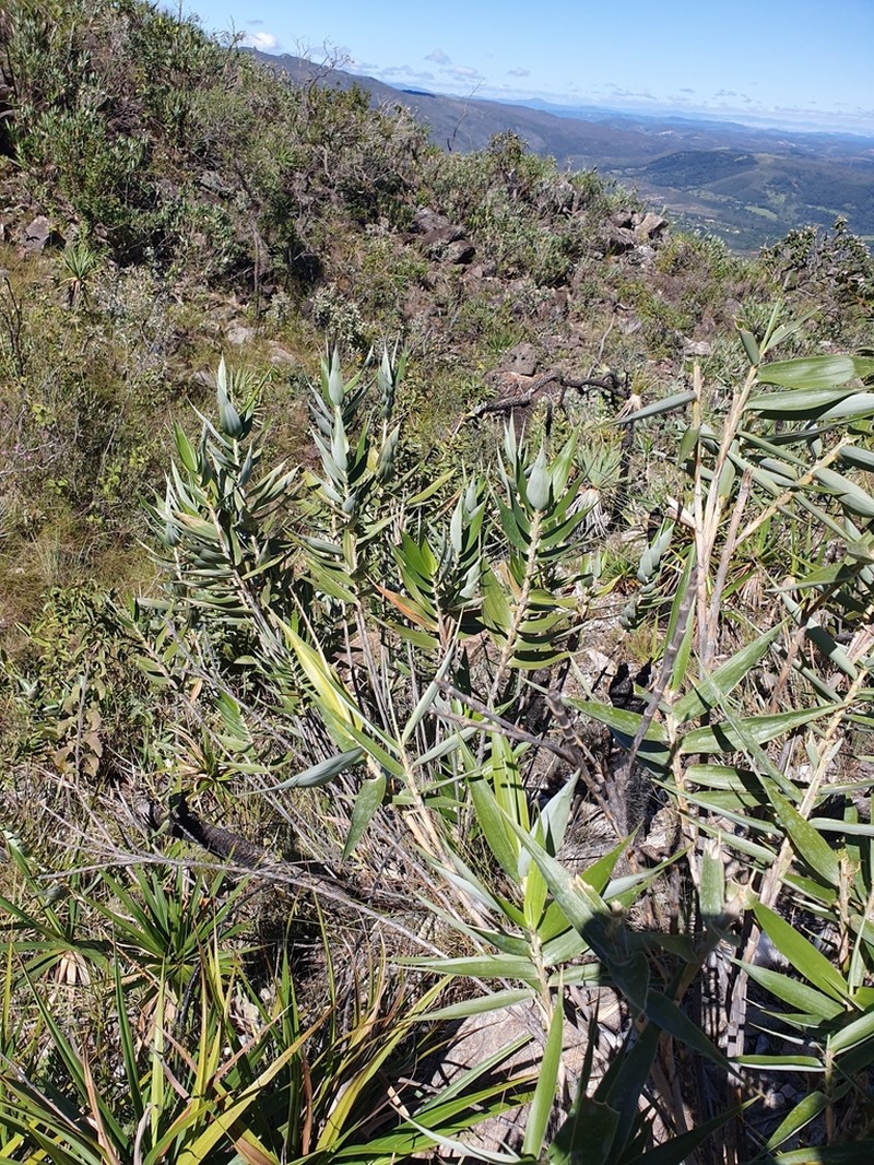 Vianaea effusa photo 3