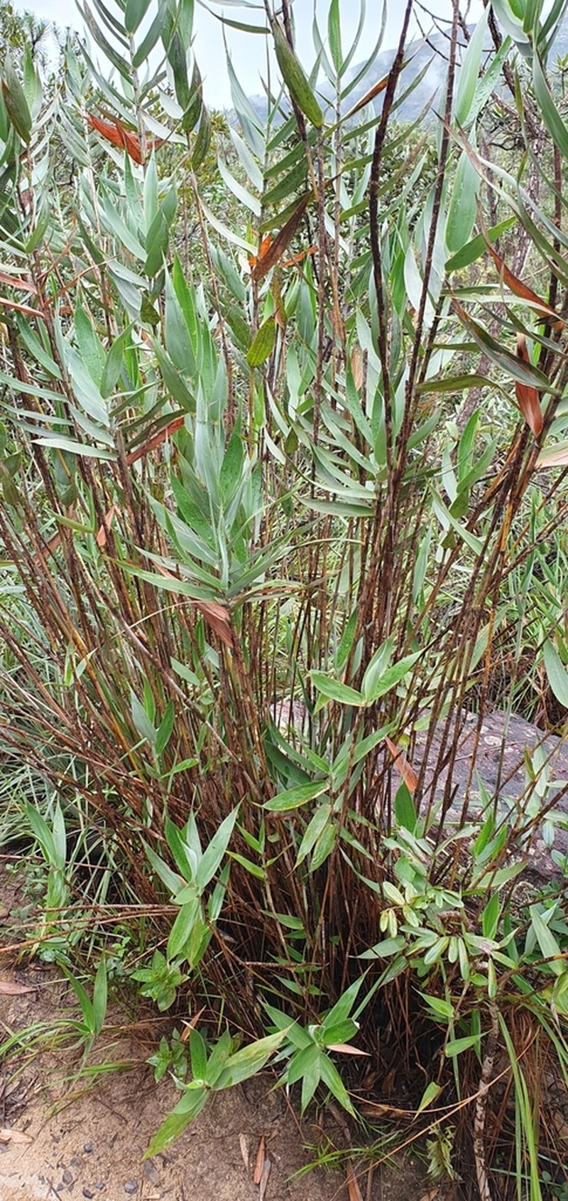 Vianaea effusa photo 4