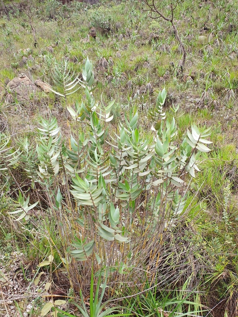 Vianaea effusa photo 5