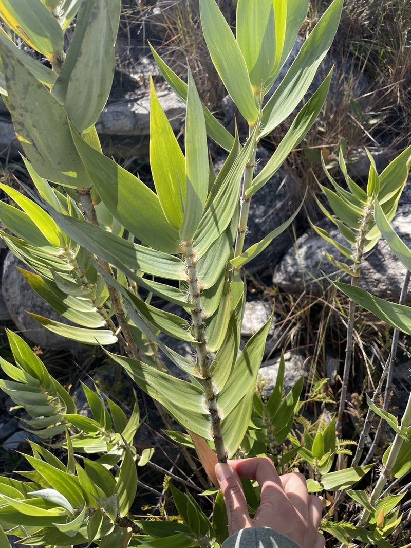 Vianaea effusa photo 7