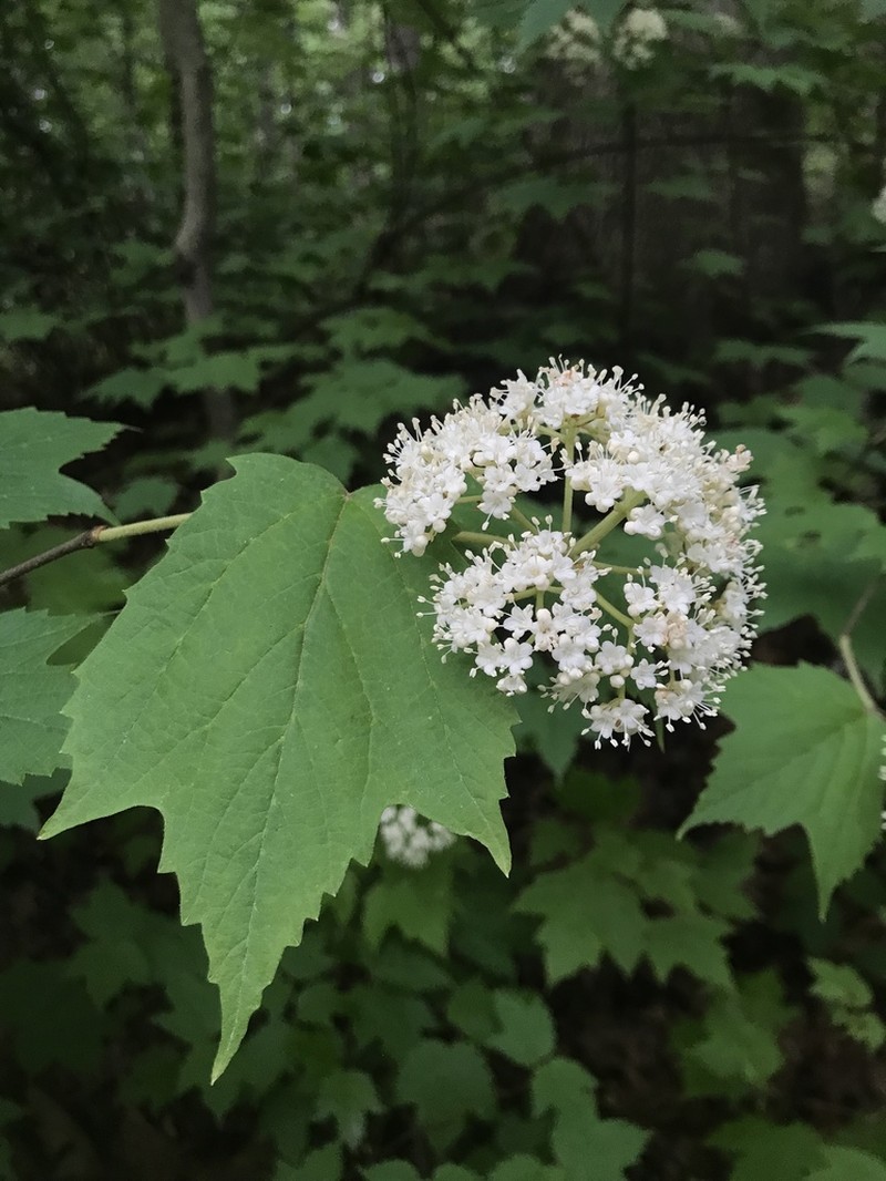 Mapleleaf Viburnum photo 3