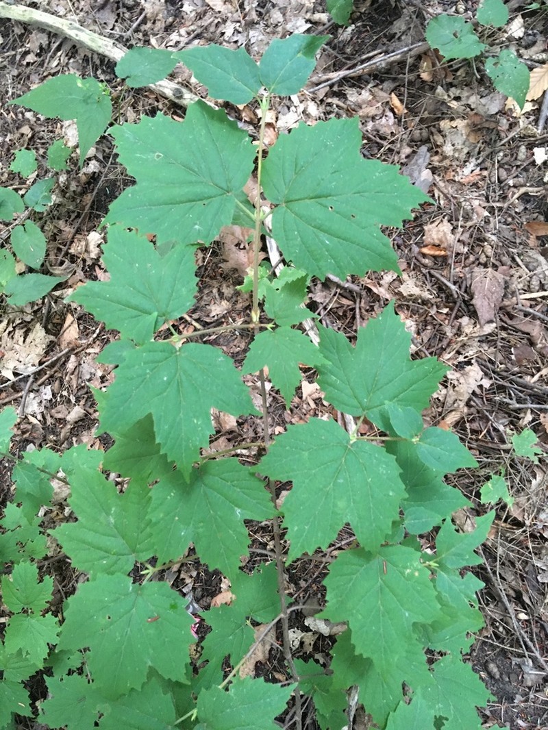 Mapleleaf Viburnum photo 4