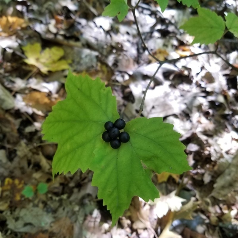Mapleleaf Viburnum photo 5
