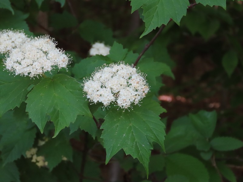Mapleleaf Viburnum photo 6