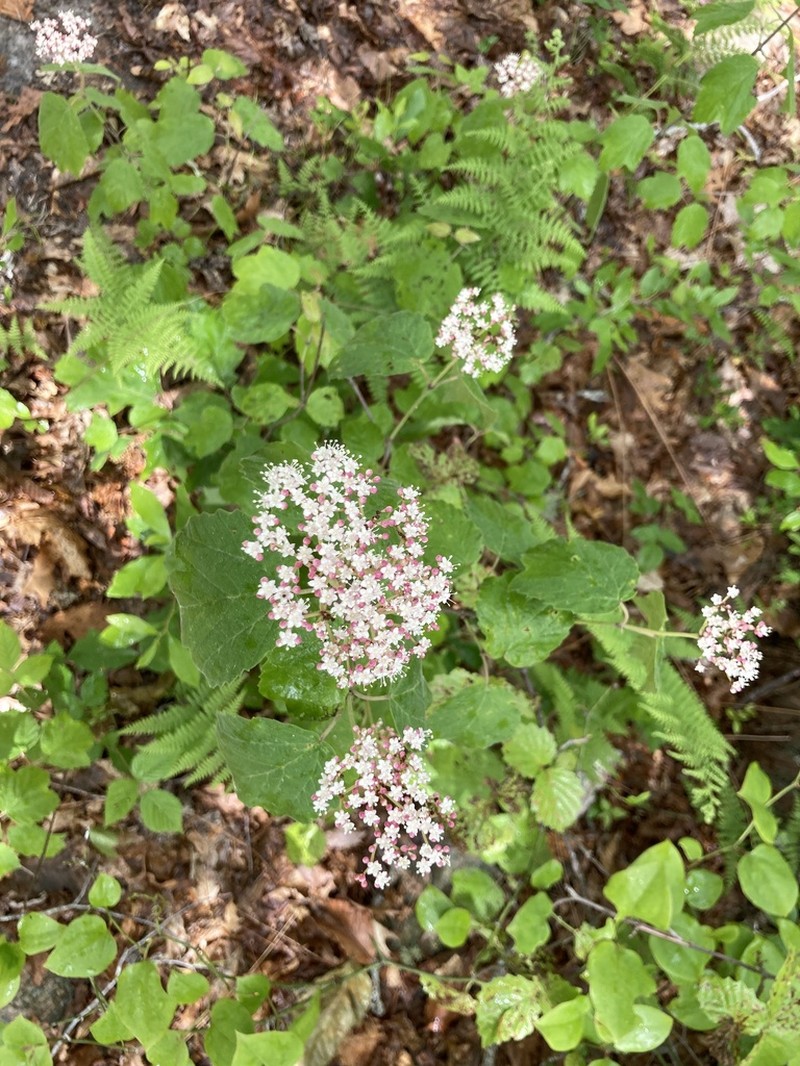Mapleleaf Viburnum photo 8