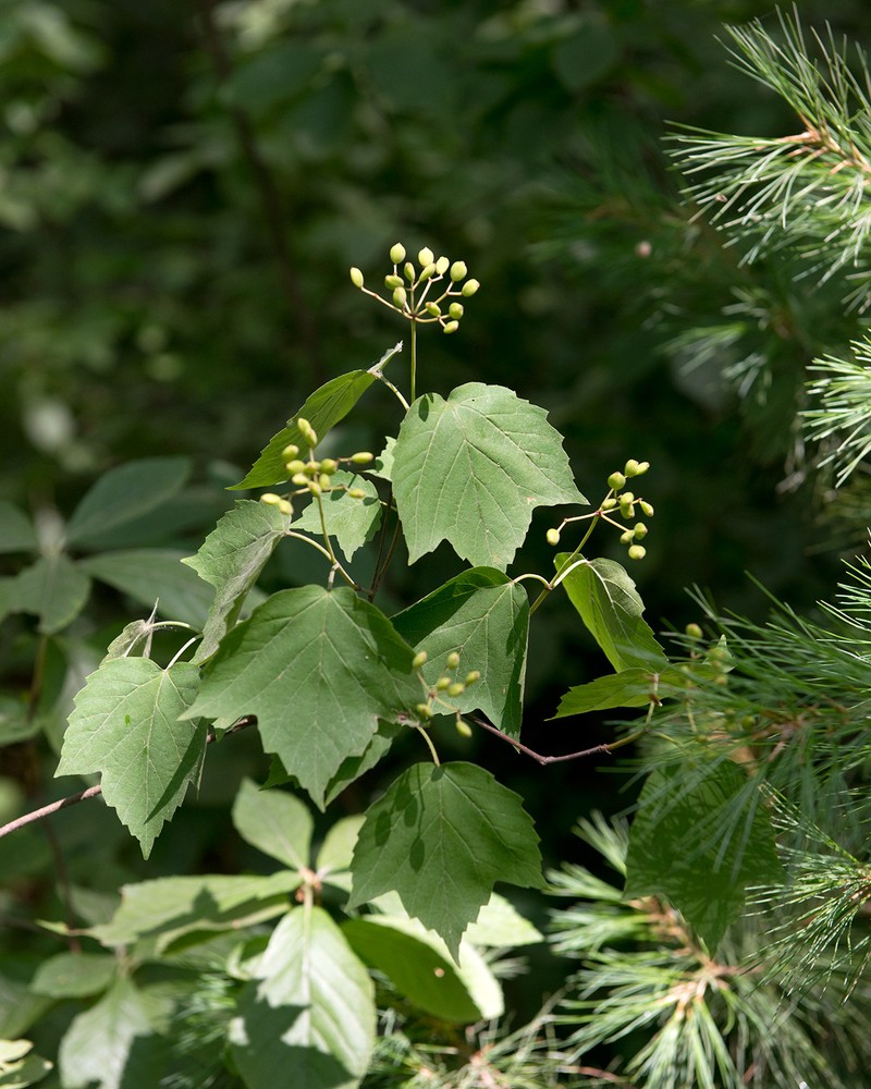 Mapleleaf Viburnum photo 4