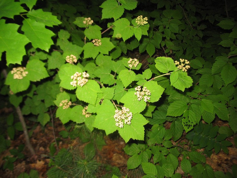Mapleleaf Viburnum