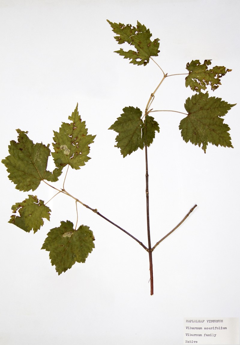 Mapleleaf Viburnum photo 2