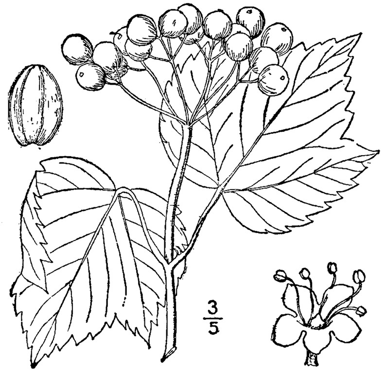 Mapleleaf Viburnum photo 3