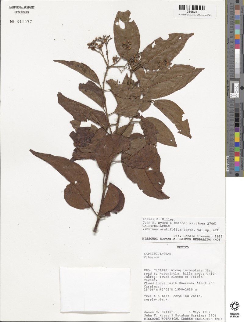 Viburnum acutifolium photo 2