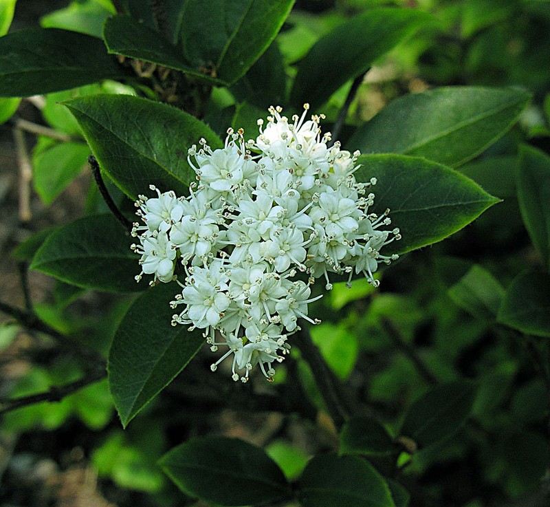 Viburnum acutifolium
