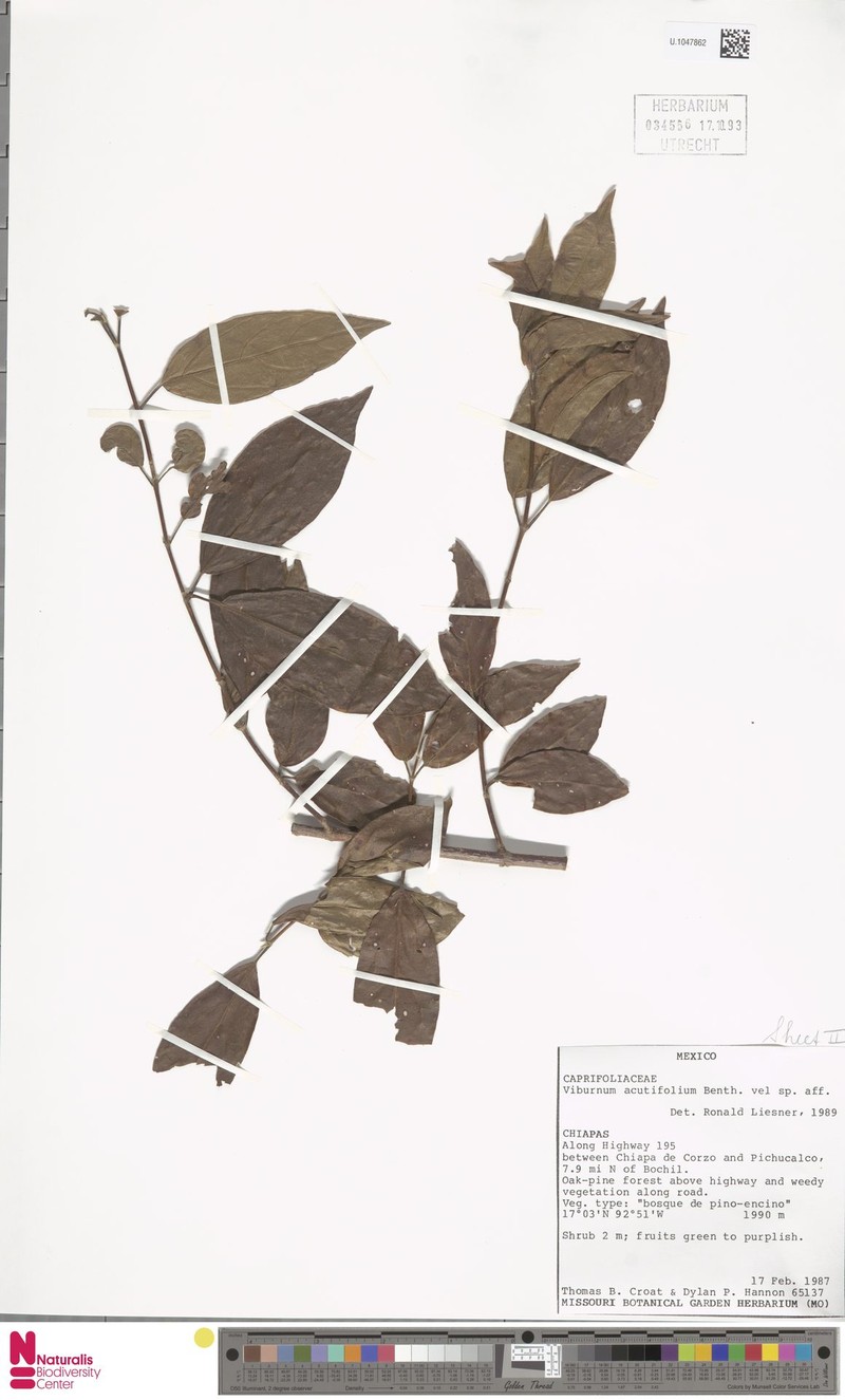 Viburnum acutifolium photo 3