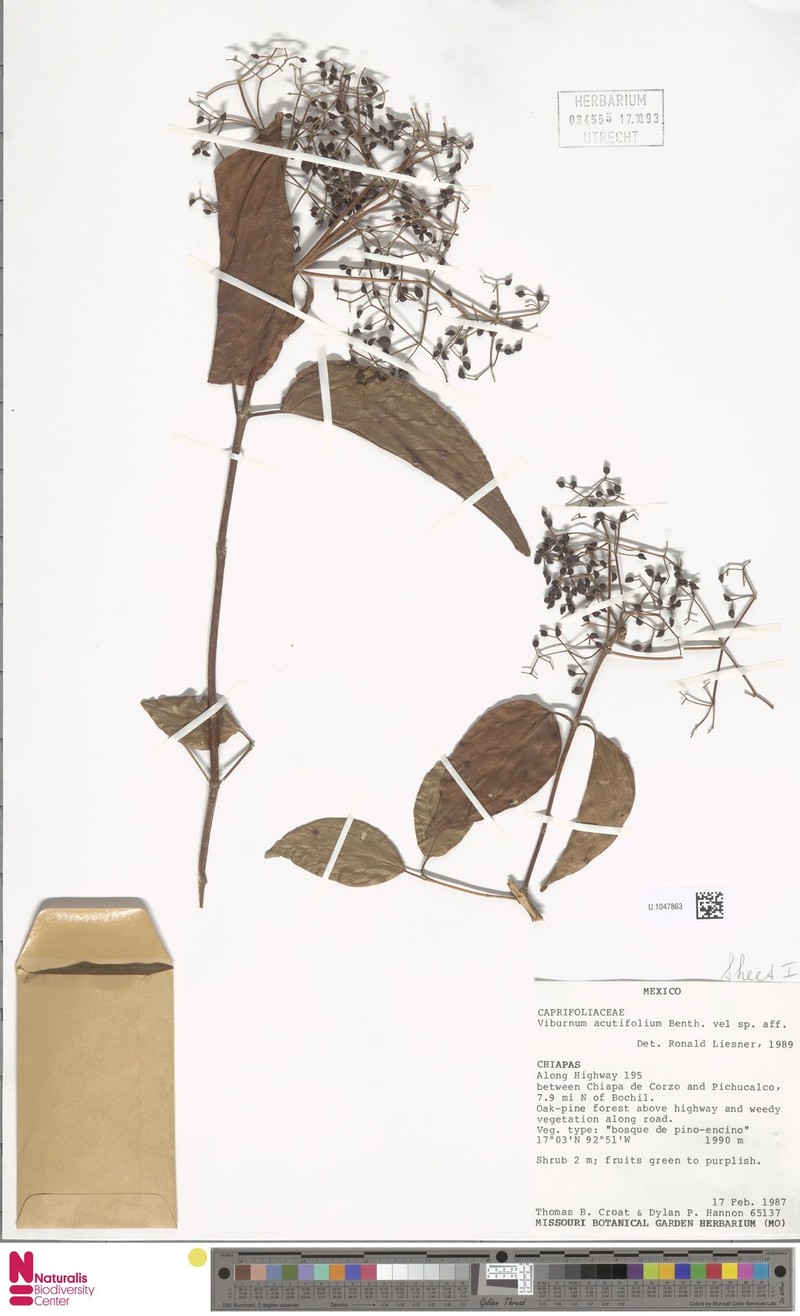 Viburnum acutifolium photo 4