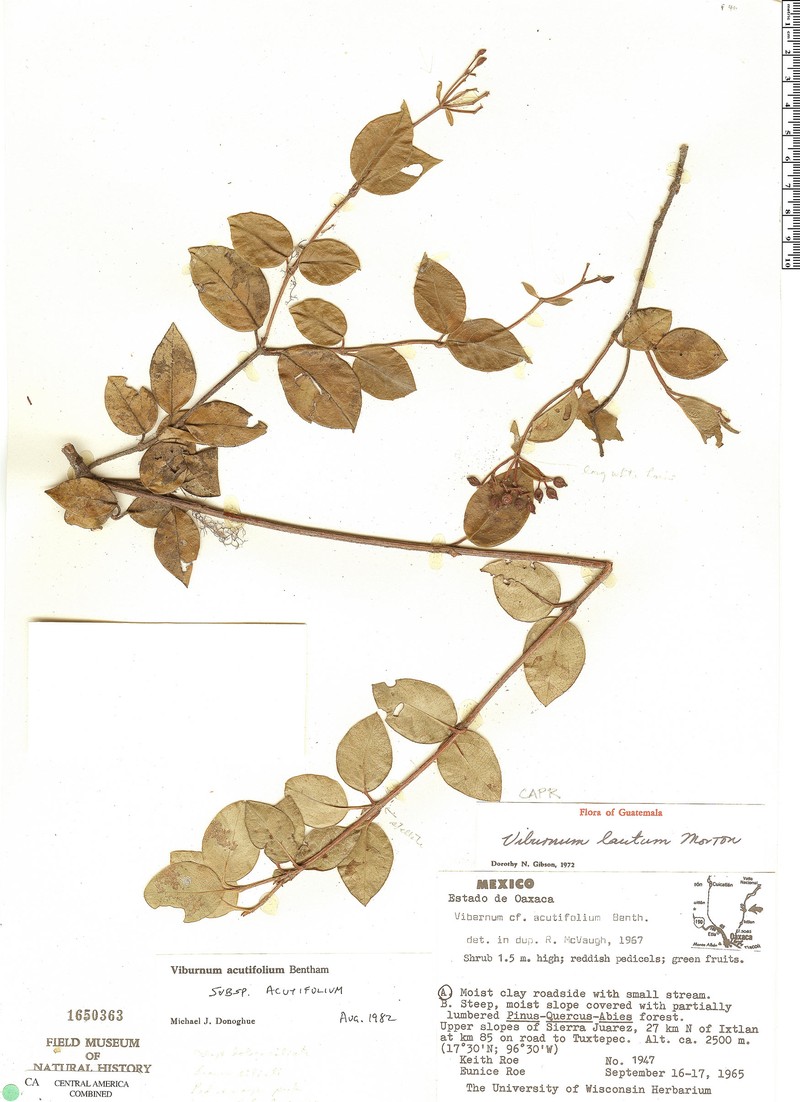 Viburnum acutifolium photo 5