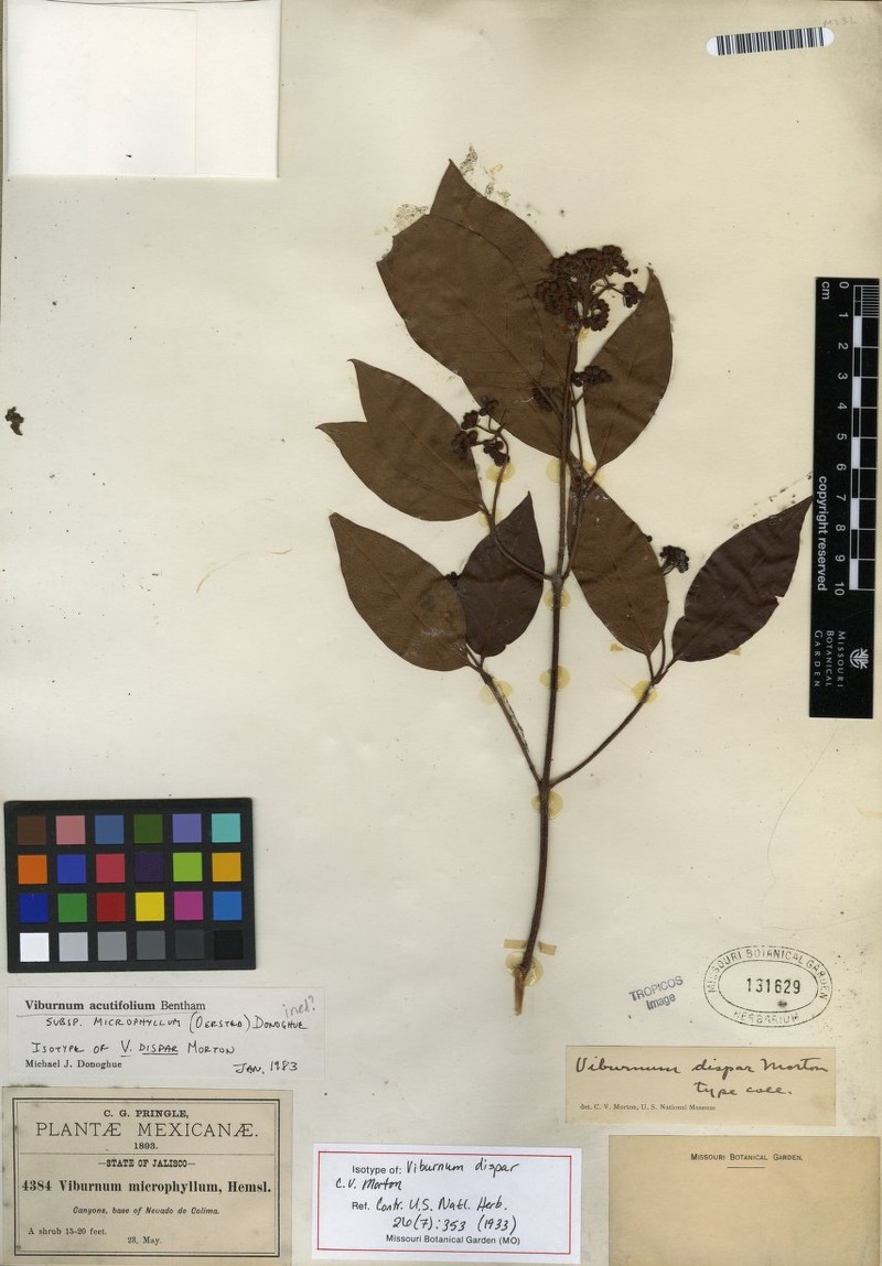 Viburnum acutifolium photo 6