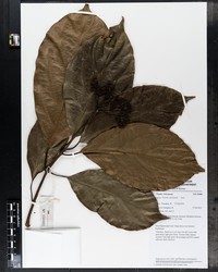 Viburnum amplificatum