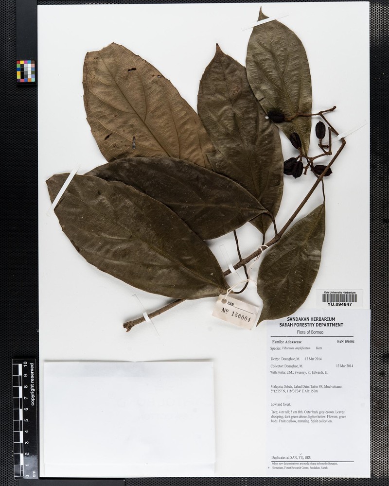 Viburnum amplificatum photo 2