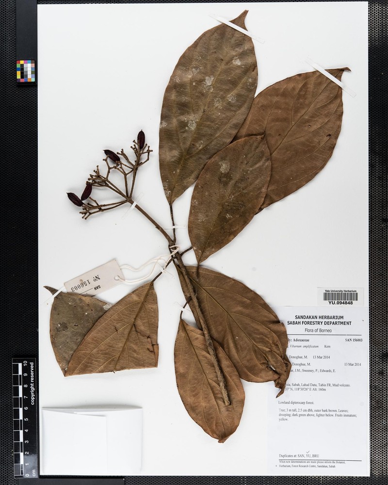 Viburnum amplificatum photo 3