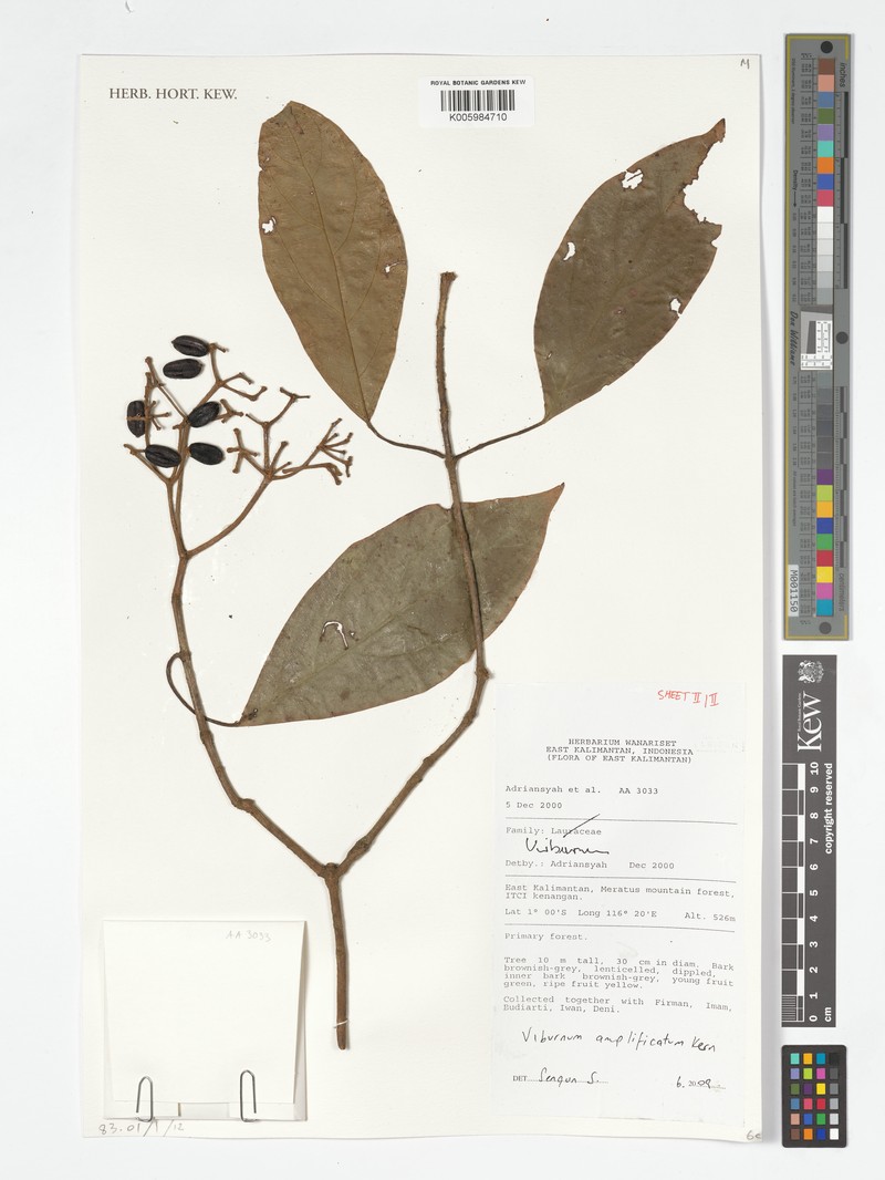 Viburnum amplificatum photo 5