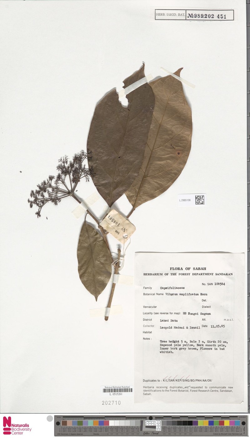 Viburnum amplificatum photo 7
