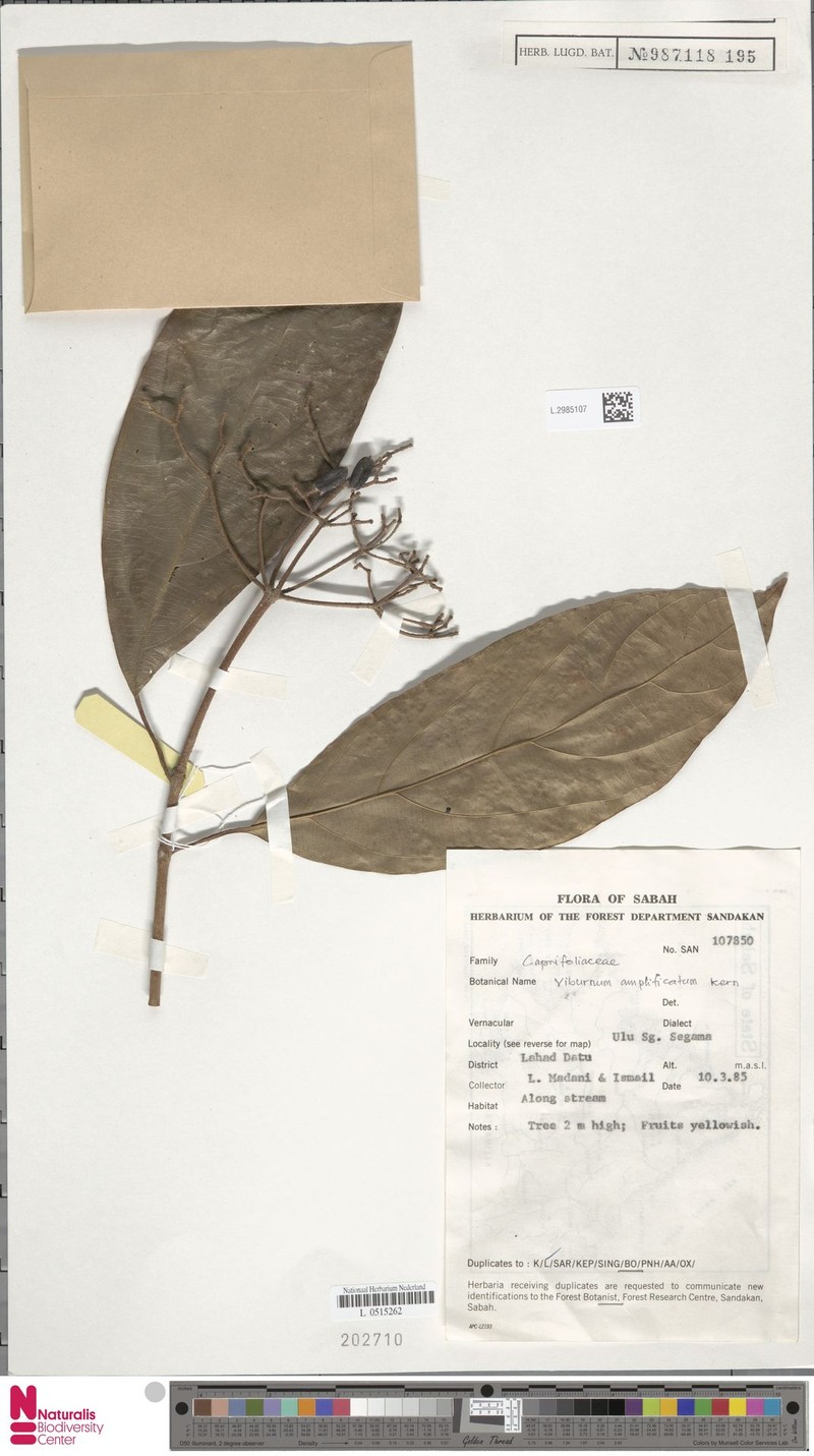 Viburnum amplificatum photo 8
