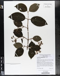 Viburnum amplifolium