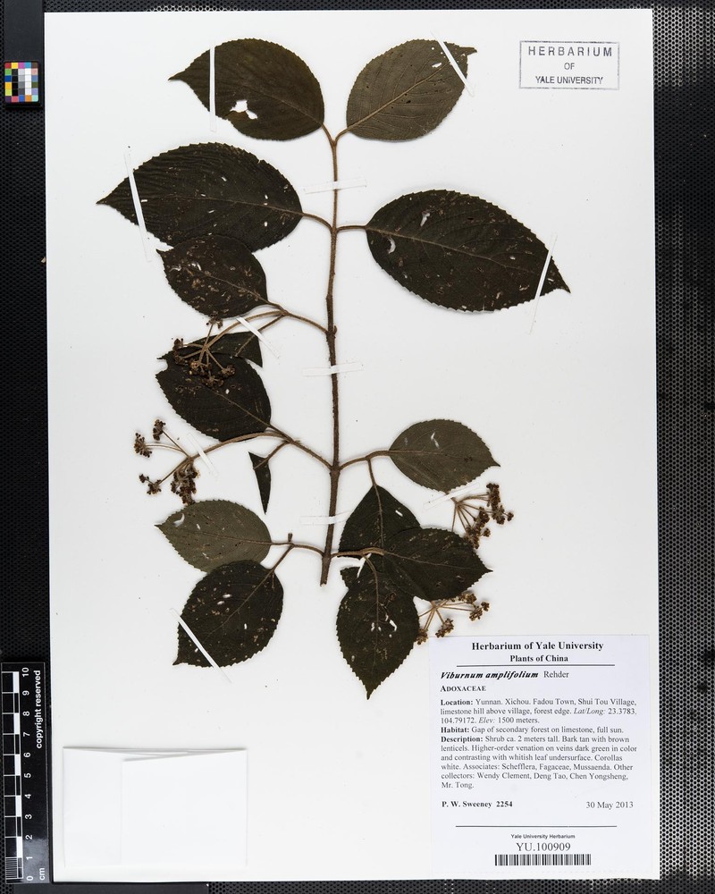 Viburnum amplifolium