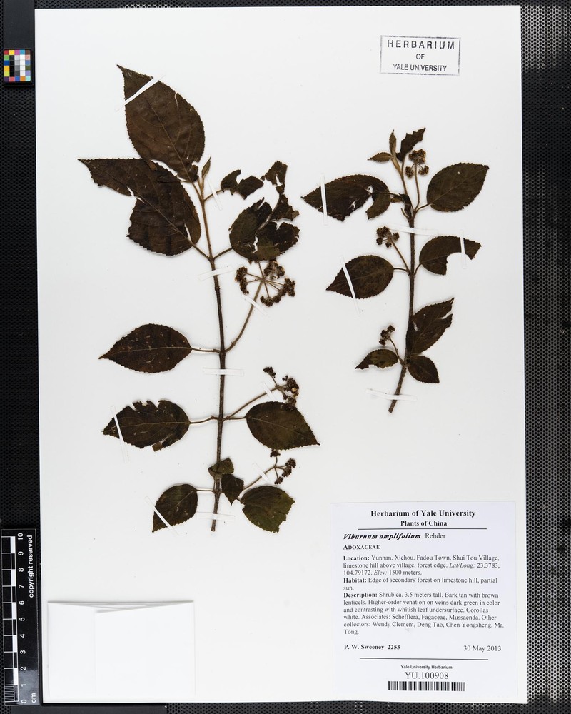 Viburnum amplifolium photo 2