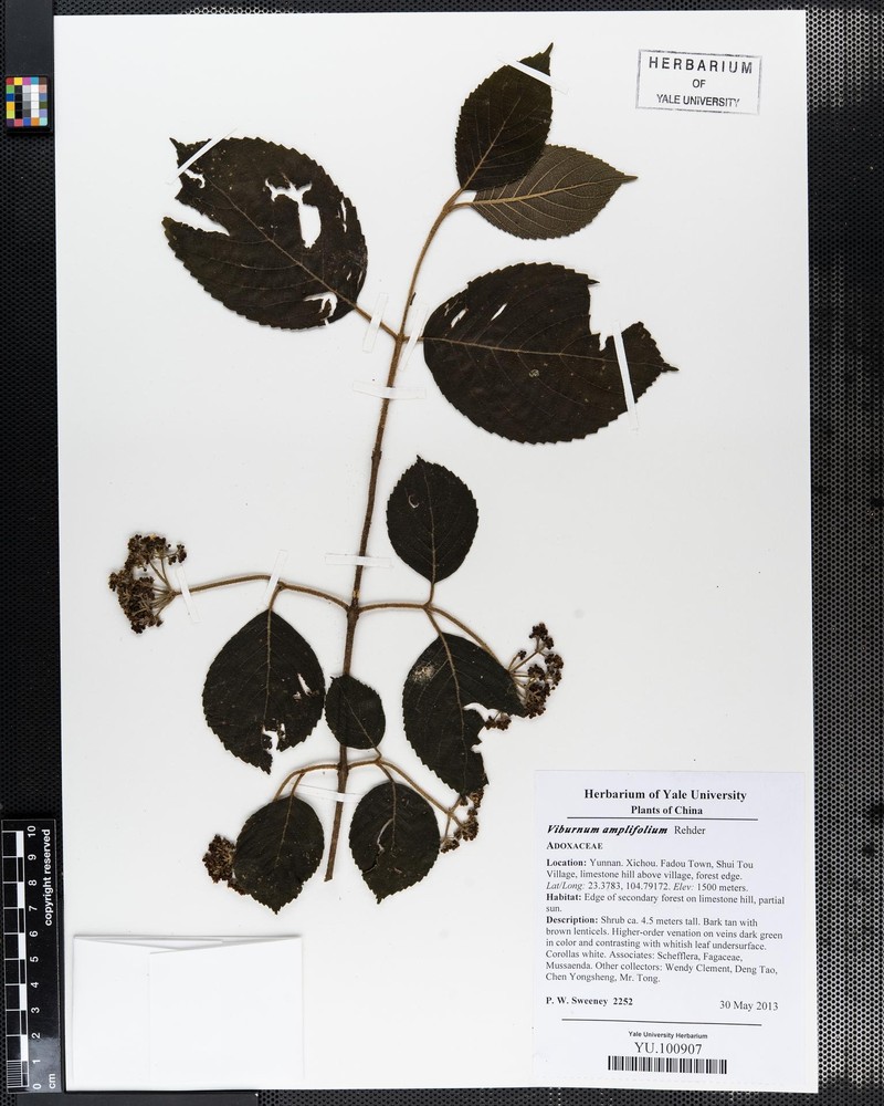 Viburnum amplifolium photo 3