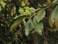 Viburnum anabaptista